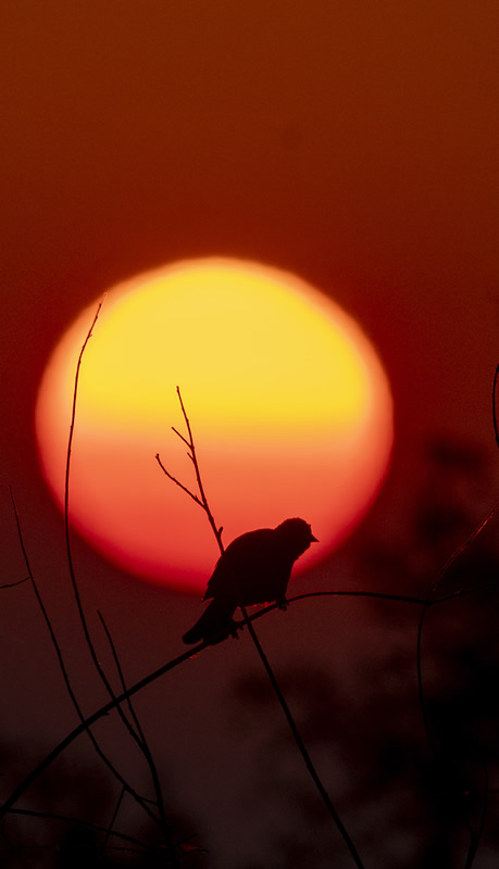 Silhouette by Eric Hildebrandt